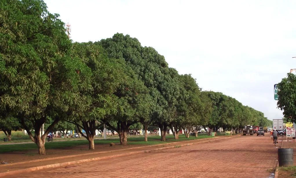 Avenida arborizada com mangueiras na área central de Dom Eliseu, no Pará